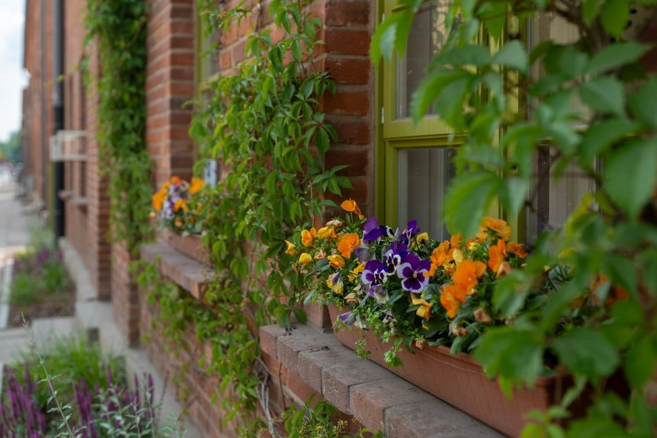 Ogrody fasadowe na Księżym Młynie przy ul. Przędzalnianej