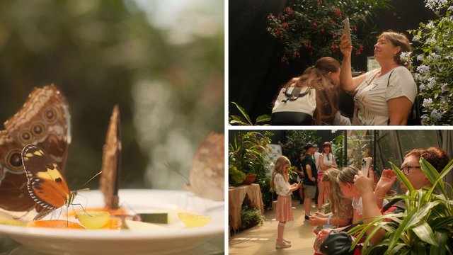 Motyle z tropików na długi weekend. Kolorowa wystawa w Palmiarni w Łodzi [ZDJĘCIA]