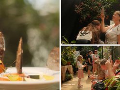 Łódź. Motyle z tropików na długi weekend. Kolorowa wystawa w Palmiarni