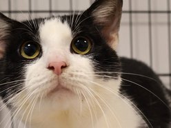 Łódź. Oreo ze schroniska w Łodzi