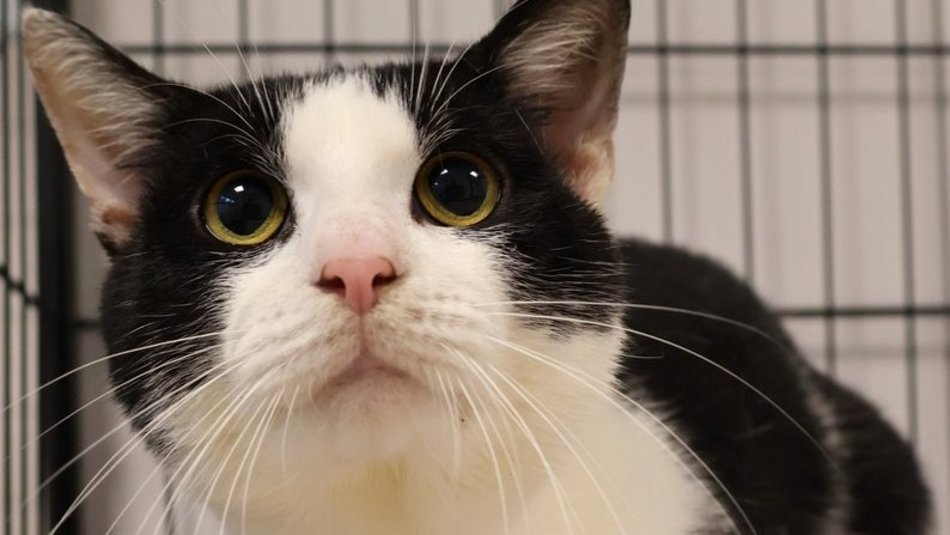 Łódź. Oreo ze schroniska w Łodzi