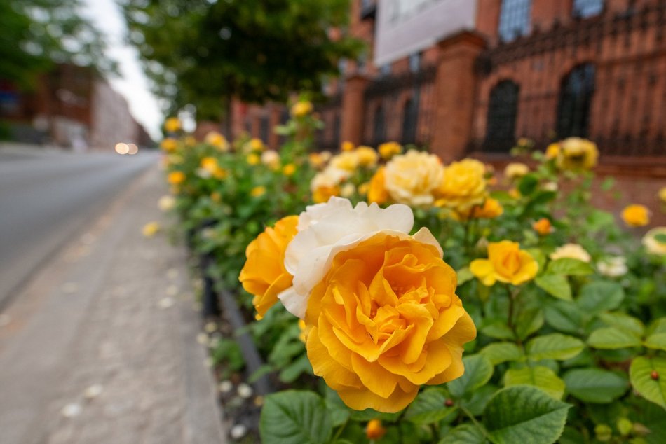 Łódź. Róże przy ul. Ogrodowej w Łodzi