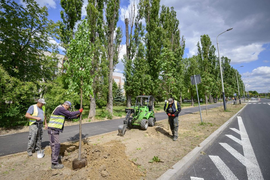 Nowe drzewa przy Maratońskiej w Łodzi. Będzie ich aż 70!