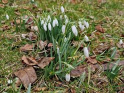 Na Dąbrowie w Łodzi już wiosna! Przebiśniegi kwitną wokół bloków