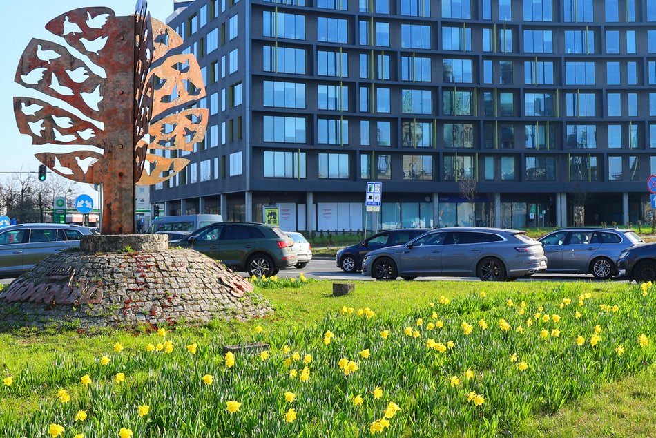 Żonkile opanowały rondo Solidarności w Łodzi. Zwróć na nie uwagę, kiedy stoisz na światłach