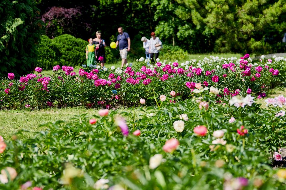 Decyduj o losach Ogrodu Botanicznego w Łodzi. Przyjdź na spotkania, warsztaty i spacery badawcze