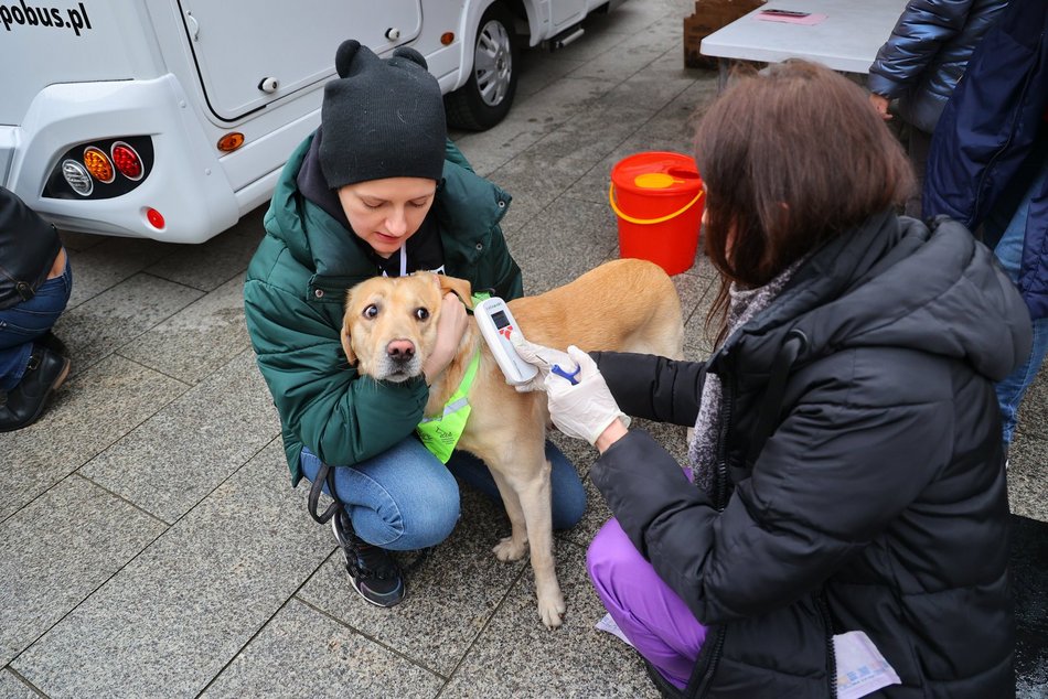 Parada Kundelków w Łodzi