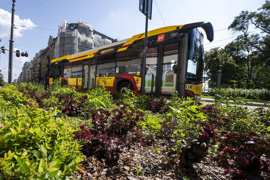 Nowe rośliny w centrum Łodzi!