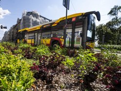 Nowe rośliny w centrum Łodzi!