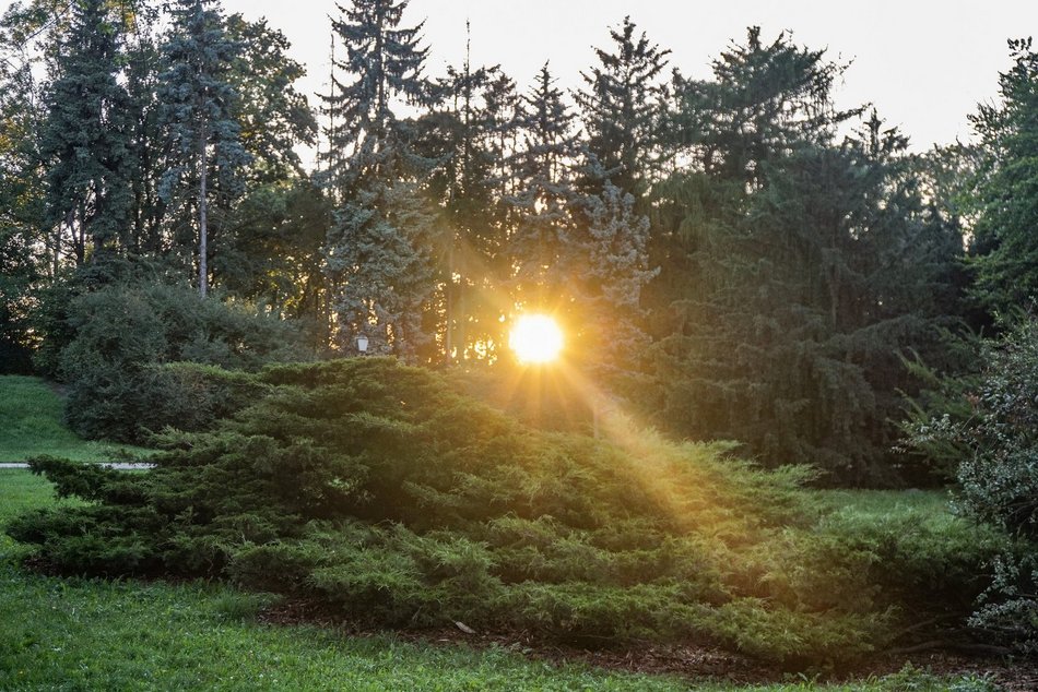 Łódź. Las na Brusie w Łodzi