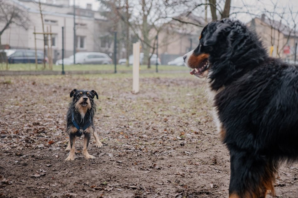 Łódź. Nowy psi park w Łodzi już otwarty! Koziny zyskały odjazdowe miejsce dla czworonogów