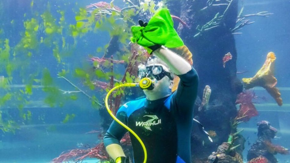 Łódź. Środy z nurkiem w Orientarium Zoo Łódź. Przyjdź i zobacz, na czym polega ta praca!