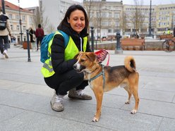 Łódź. Parada Kundelków przejdzie ulicami Łodzi. Merdające ogony przejmą Piotrkowską. Wpadnij ze swoim psem!