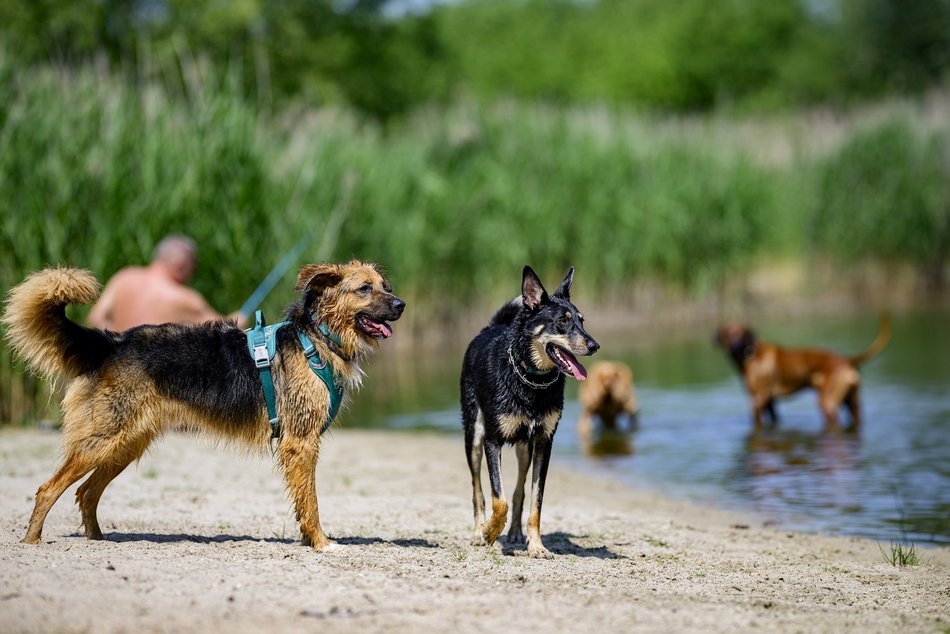 Łódź. Psiejski spacer na Uroczysku Lublinek w Łodzi. Kolejna odsłona wyjątkowej inicjatywy