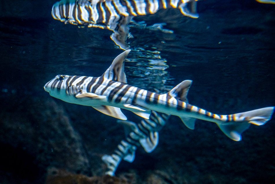 Łódź. Nowe rekiny w Orientarium Zoo Łódź. Tego gatunku nie ma nigdzie indziej w Polsce!