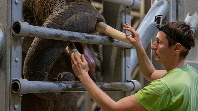 Стань доглядачем слонів. Orientarium Zoo Łódź шукає працівників