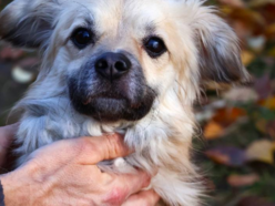 Amik to strachliwy słodziak. Obok tego pyszczka ze schroniska w Łodzi nie przejdziesz obojętnie