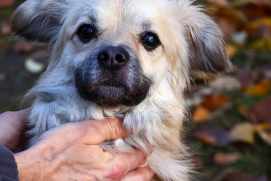 Amik to strachliwy słodziak. Obok tego pyszczka ze schroniska w Łodzi nie przejdziesz obojętnie