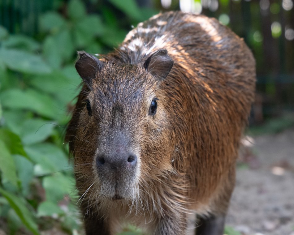 Samiec kapibary