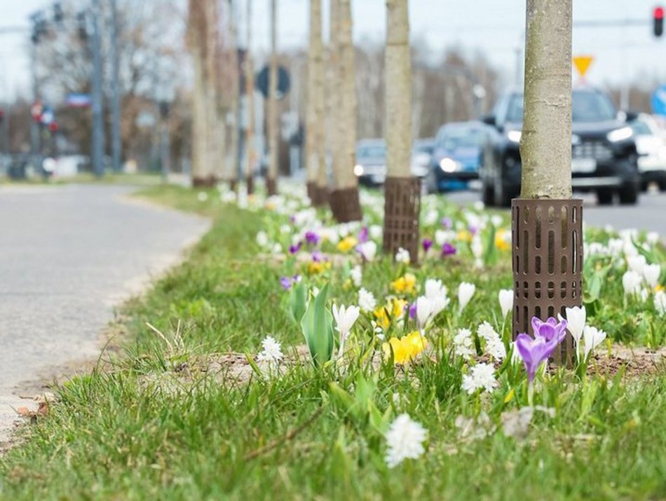 Łódź. Łódź tonie w kwiatach! Wielokolorowe kompozycje w całym mieście!