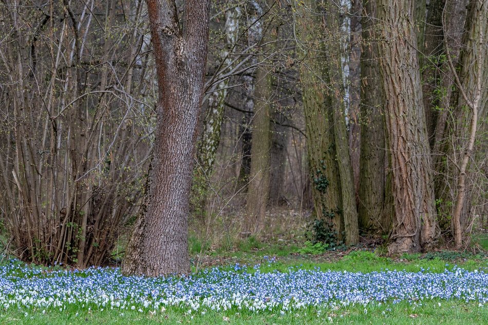 Wiosenny Ogród Botaniczny w Łodzi. Spacer wśród budzącej się do życia przyrody