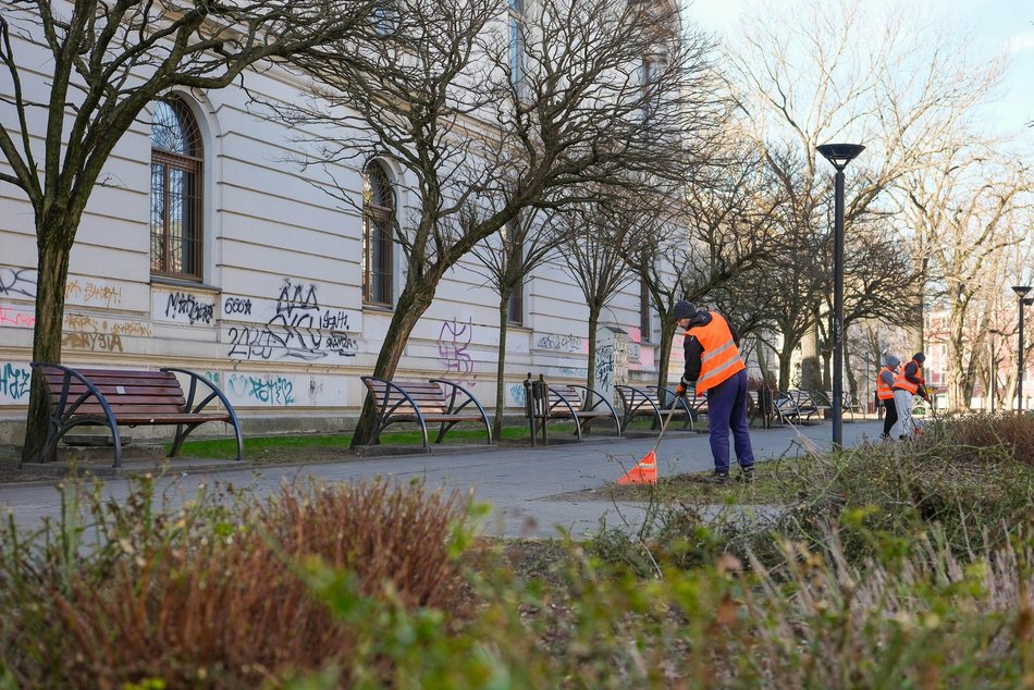 Łódź. Wiosenna pielęgnacja drzew w Łodzi. Dlaczego jest potrzebna?