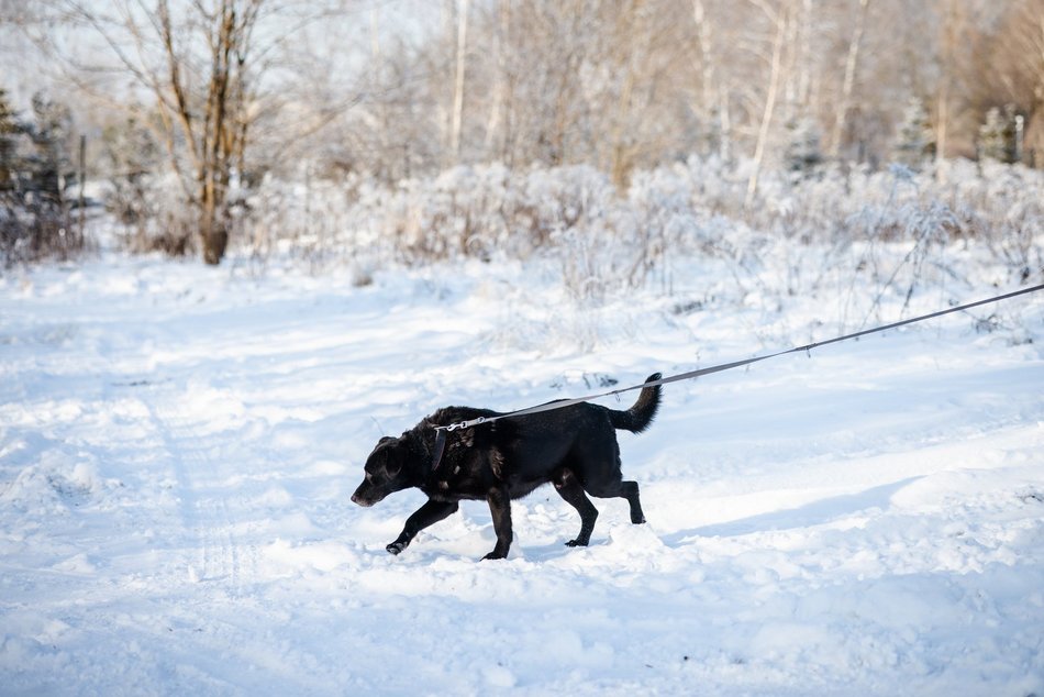 Łódź. Psy ze schroniska w Łodzi na spacerze