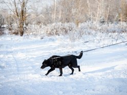 Łódź. Psy ze schroniska w Łodzi na spacerze