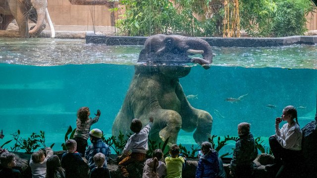 Zwierzęta w Orientarium Zoo Łódź z... klocków LEGO! Nowa ścieżka edukacyjna pełna kreatywnej zabawy