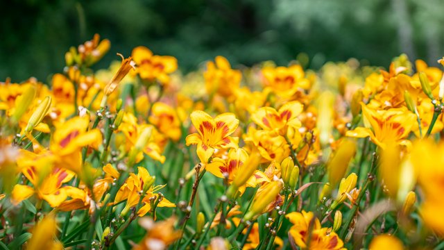 Ogród Botaniczny w Łodzi zainaugurował Tydzień liliowców. Piękne widoki! [ZDJĘCIA]