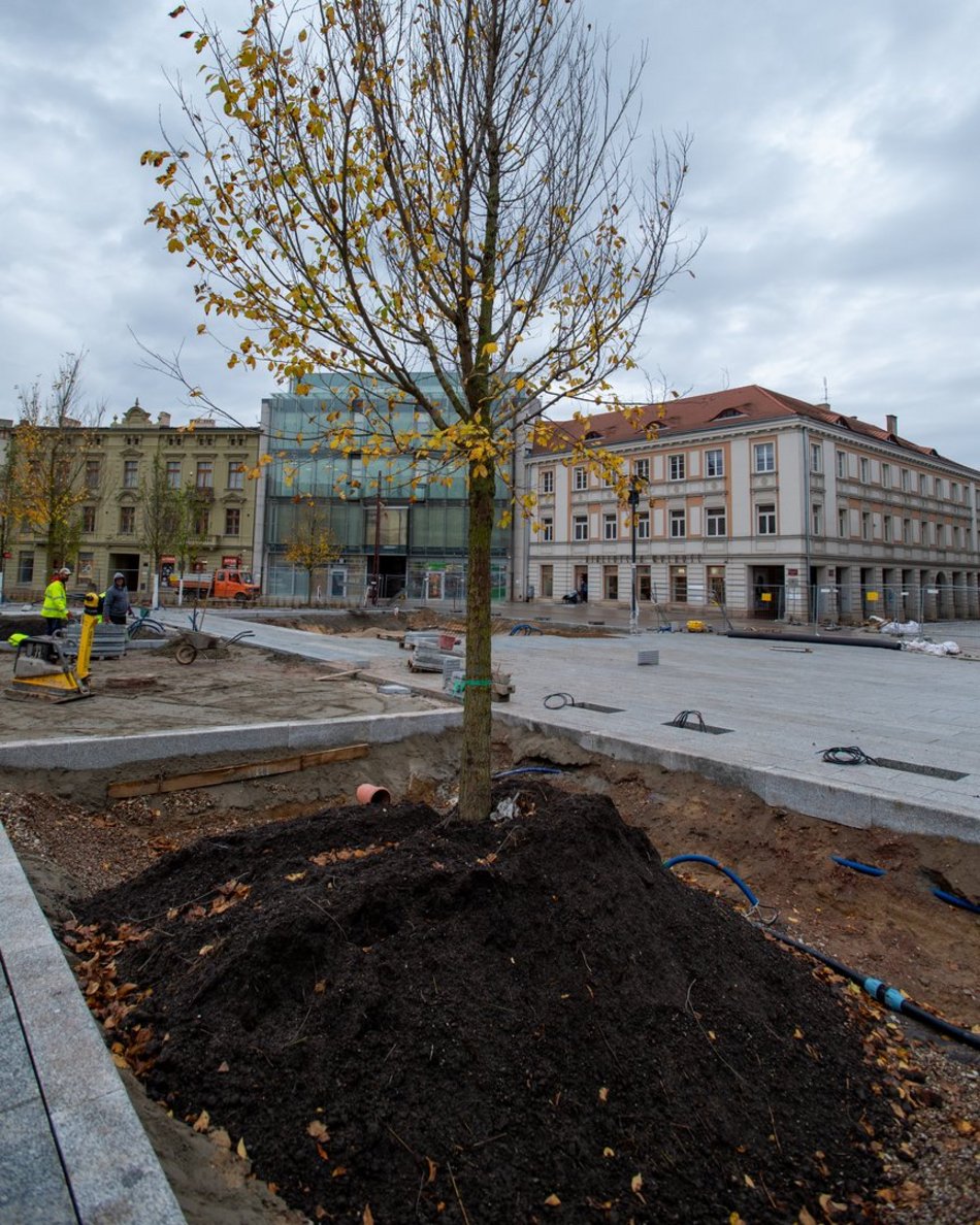 Plac Wolności z kolejnymi drzewami