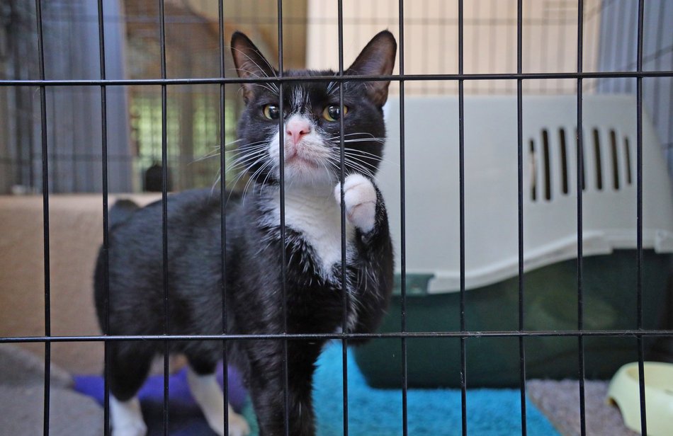 Schronisko w Łodzi. Mnóstwo zwierząt czeka na na nowy dom!