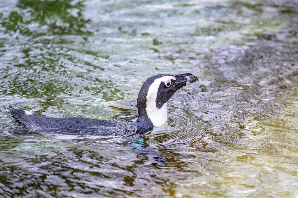 Wybierz się na pokazowe karmienie do Orientarium Zoo Łódź!