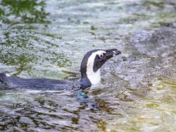 Wybierz się na pokazowe karmienie do Orientarium Zoo Łódź!