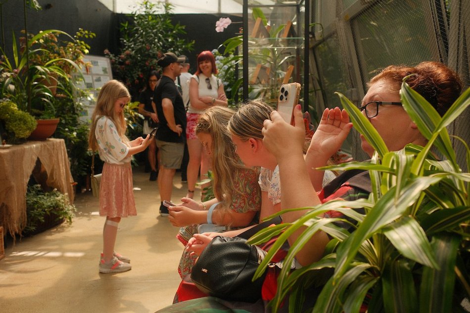 Łódź. Motyle z tropików na długi weekend. Kolorowa wystawa w Palmiarni