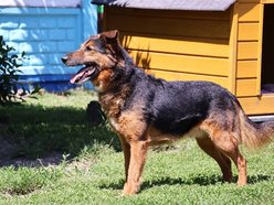 Łódź. Alek ze schroniska w Łodzi ma za sobą nieudane adopcje. Podaruj mu dom na stałe!