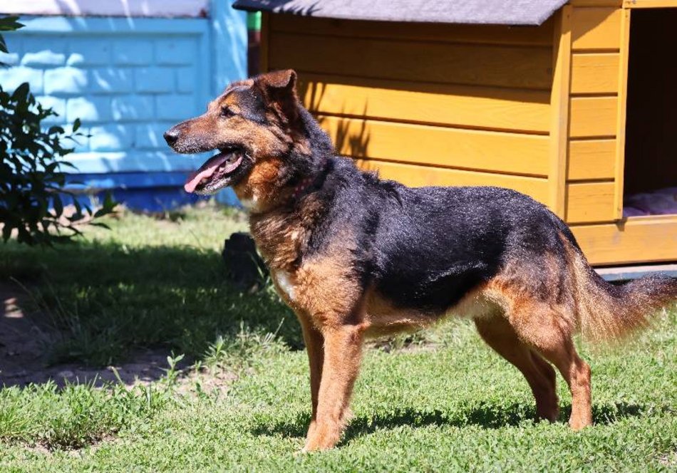 Łódź. Alek ze schroniska w Łodzi ma za sobą nieudane adopcje. Podaruj mu dom na stałe!