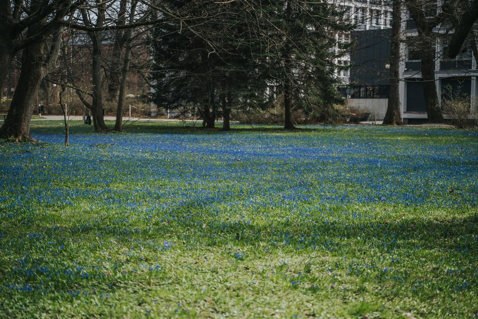 Łódź. Niebieska wiosna w Parku Klepacza w Łodzi. Te cebulice zachwycą każdego!