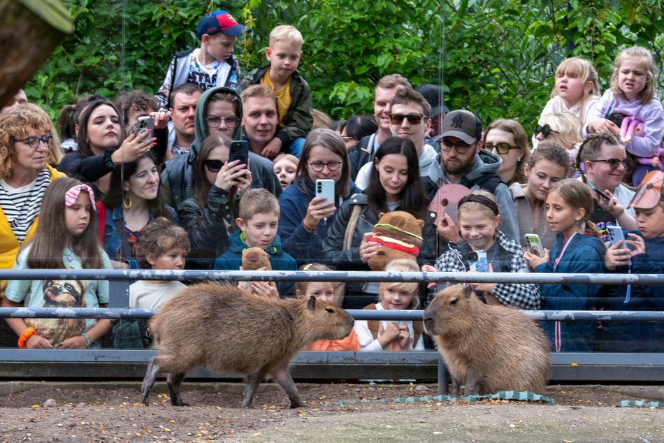 Łódź. Zlot Fanów Kapibary w Orientarium Zoo Łódź. Świetna frekwencja mimo niepogody