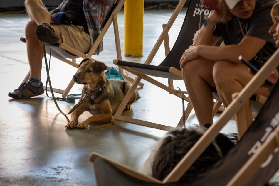 Łódź. Gastro dla schroniska w Łodzi. Tak się łączy miłość do jedzenia, muzyki i zwierząt!