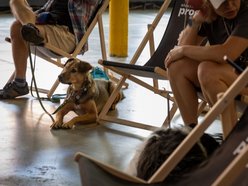 Łódź. Gastro dla schroniska w Łodzi. Tak się łączy miłość do jedzenia, muzyki i zwierząt!