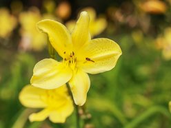 Łódź. Liliowce zachwycają w Ogrodzie Botanicznym w Łodzi. Widok zapierający dech!