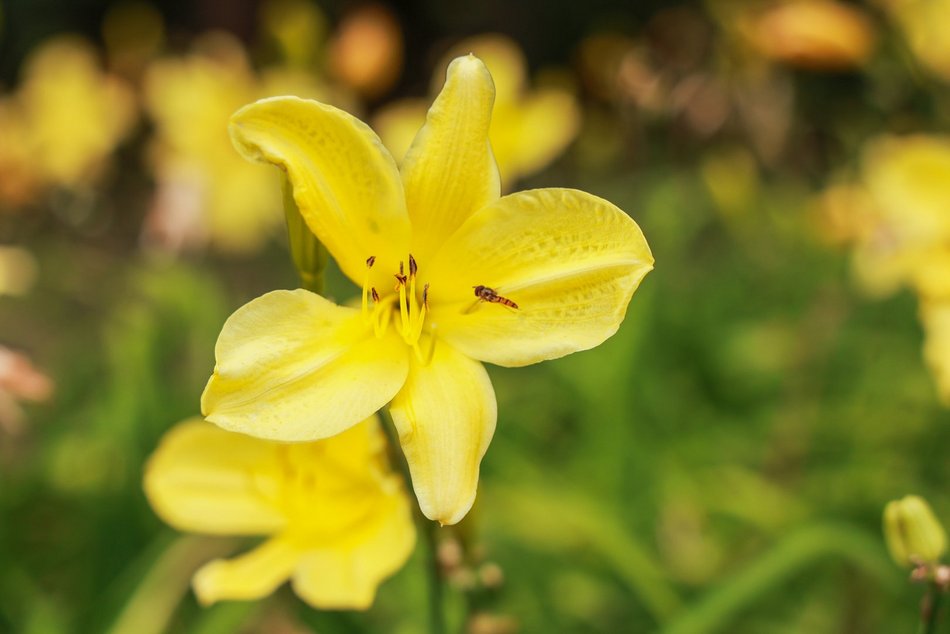 Łódź. Liliowce zachwycają w Ogrodzie Botanicznym w Łodzi. Widok zapierający dech!