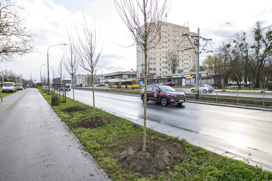 Przy Paderewskiego w Łodzi przybywa drzew