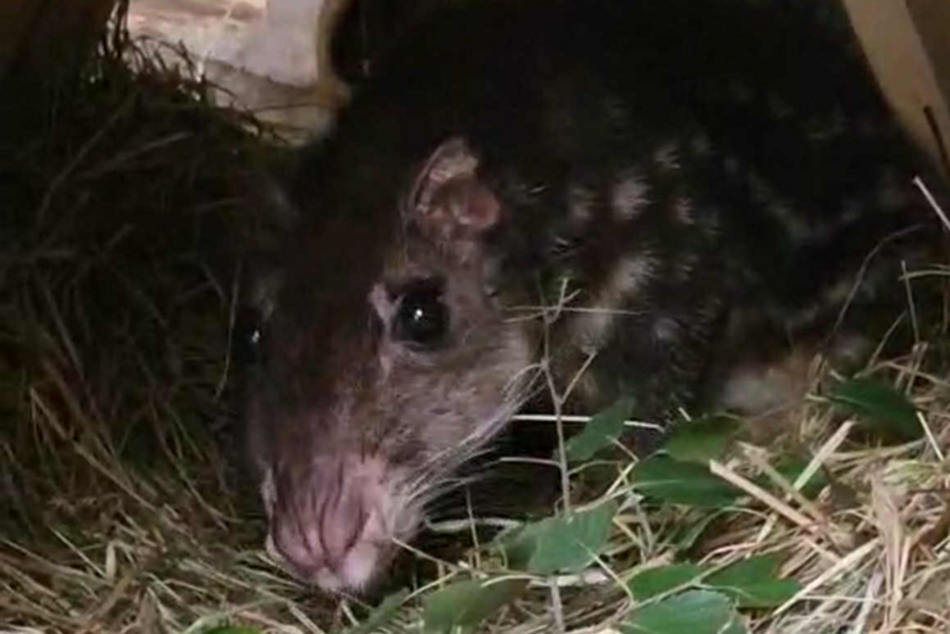 Łódź. Nowy mieszkaniec Orientarium Zoo Łódź! Na pokładzie witamy pakę nizinną