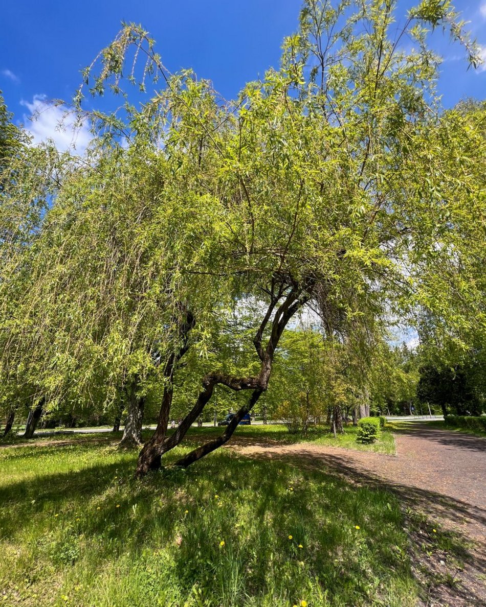 Wiosna w parku na Zdrowiu w Łodzi. Kwitnące drzewa i krzewy