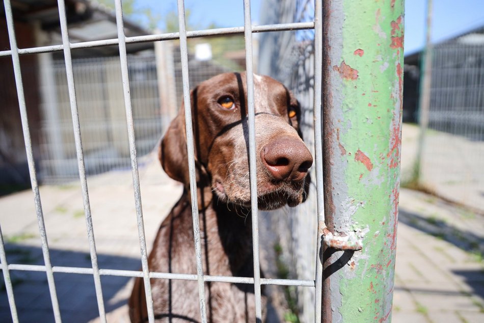 Schronisko w Łodzi. Mnóstwo zwierząt czeka na na nowy dom!