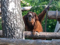 Orangutany hasają już na dworzu! Nowy wybieg dla zwierzaków w Orientarium Zoo Łódź