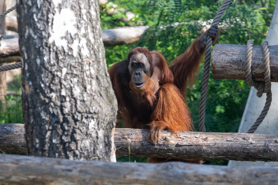 Orangutany hasają już na dworzu! Nowy wybieg dla zwierzaków w Orientarium Zoo Łódź