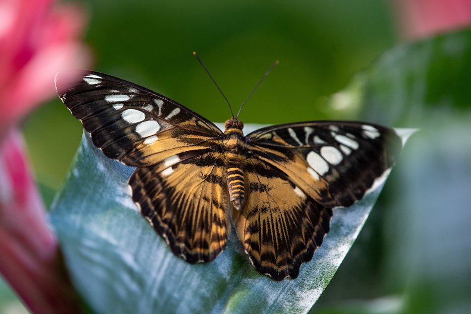 Łódź. Motylarnia w Orientarium Zoo Łódź już otwarta! Zobacz najpiękniejsze motyle świata